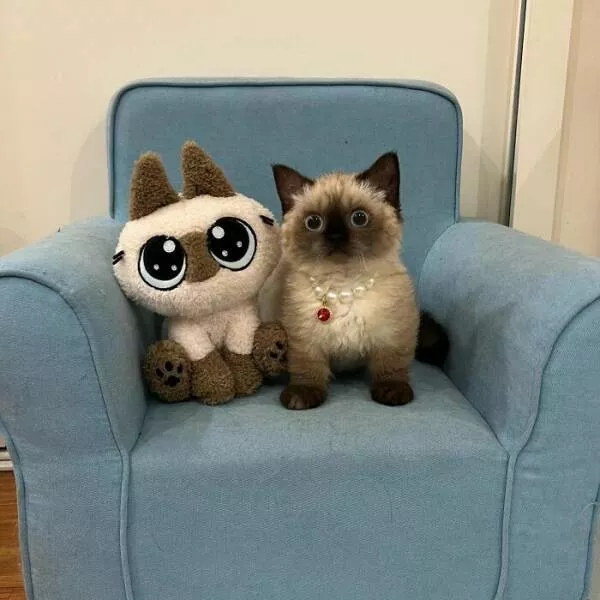 Soft fuzzy and overflowing with love - #23 