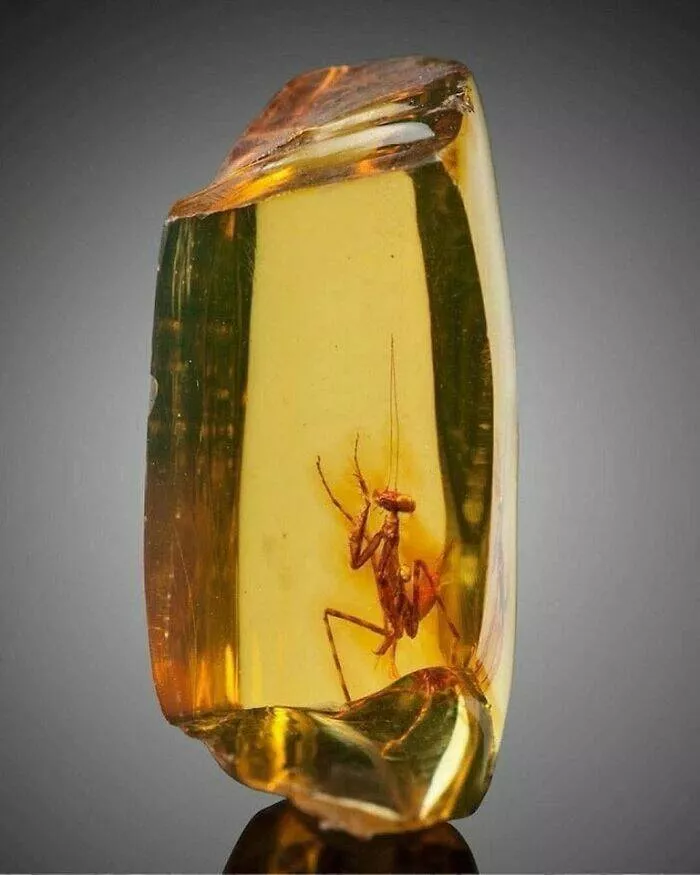 Mind blowing archaeological finds that changed history - #11 Amber With Preserved Praying Mantis, Estimated At 30 Million Years Old
