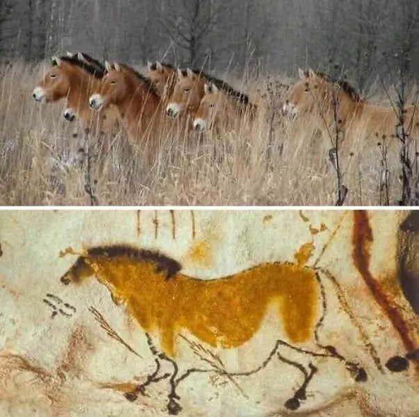 Mind blowing archaeological finds that changed history - #16 Wild Przewalski Horses Roaming Chernobyl’s Exclusion Zone