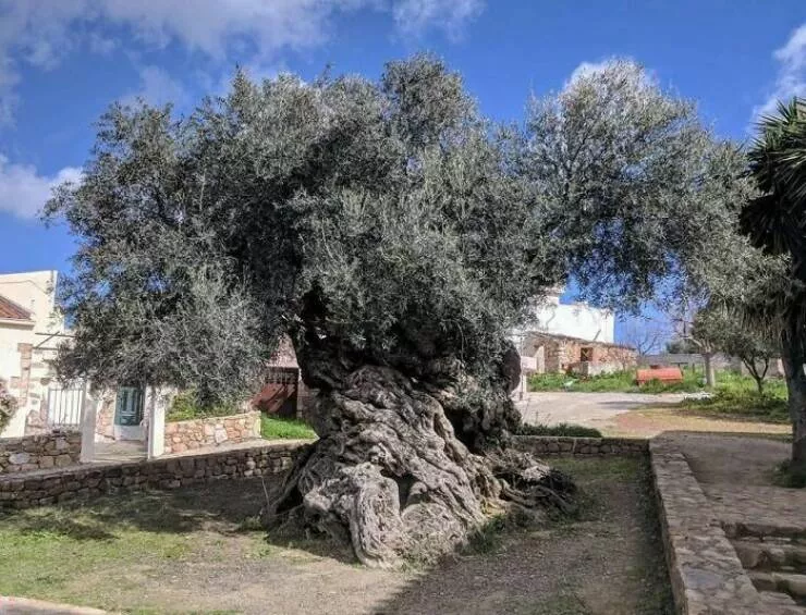 Mind blowing archaeological finds that changed history - #18 Oldest Known Olive Tree Of Vouves, Over 3,000 Years Old