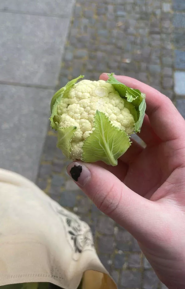 Striking photos youll instantly want to show others - #13 Tiny Cauliflower From Weekly Veggie Box Striking photos youll instantly want to show others - #13 Tiny Cauliflower From Weekly Veggie Box
