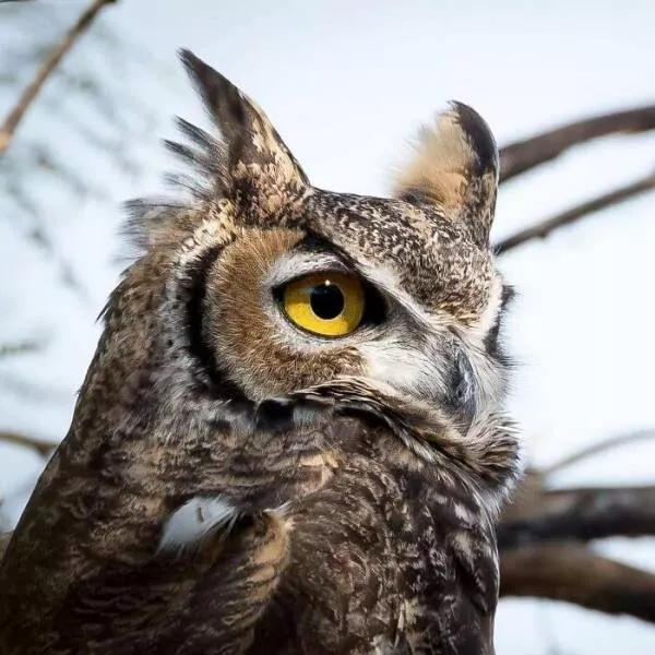 Breathtaking wildlife photos that amaze and inspire - #1 