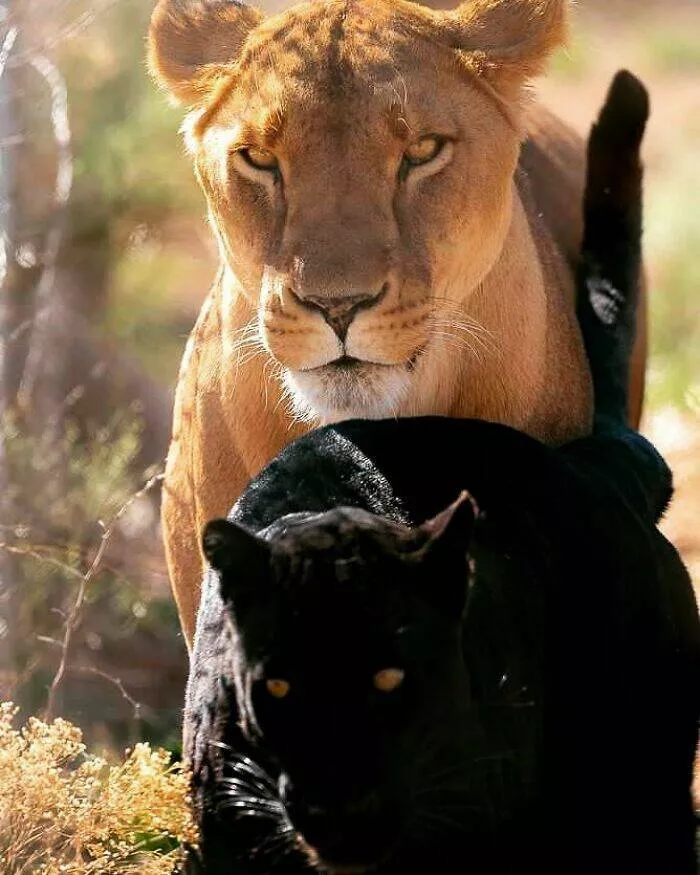 Breathtaking wildlife photos that amaze and inspire - #10 