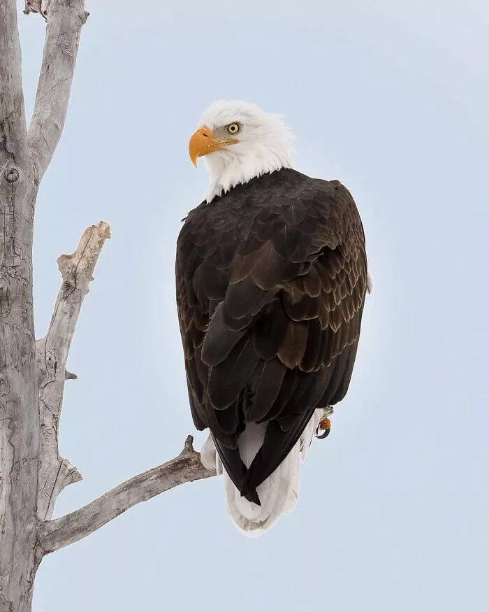 Breathtaking wildlife photos that amaze and inspire - #11 