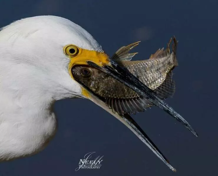 Breathtaking wildlife photos that amaze and inspire - #12 