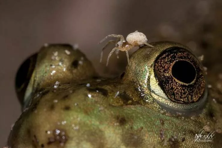 Breathtaking wildlife photos that amaze and inspire - #13 