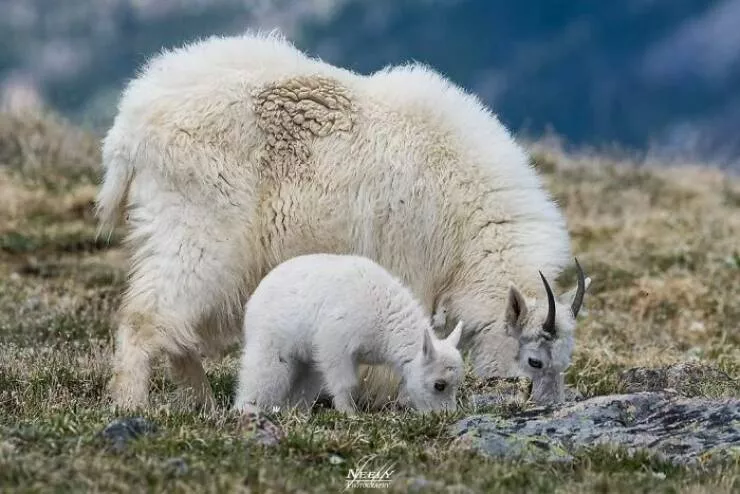 Breathtaking wildlife photos that amaze and inspire