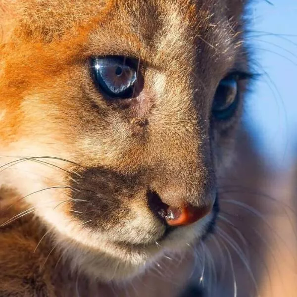 Breathtaking wildlife photos that amaze and inspire - #19 