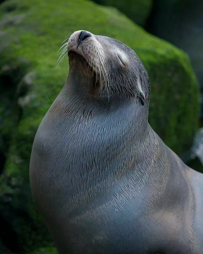 Breathtaking wildlife photos that amaze and inspire - #20 