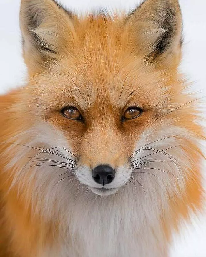 Breathtaking wildlife photos that amaze and inspire - #22 