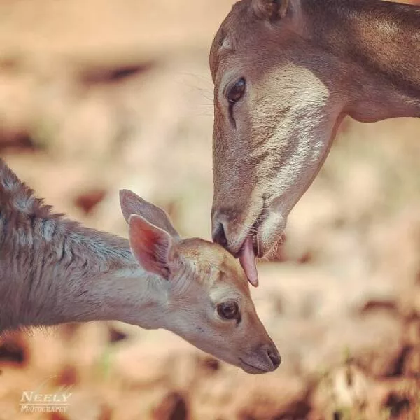 Breathtaking wildlife photos that amaze and inspire - #23 