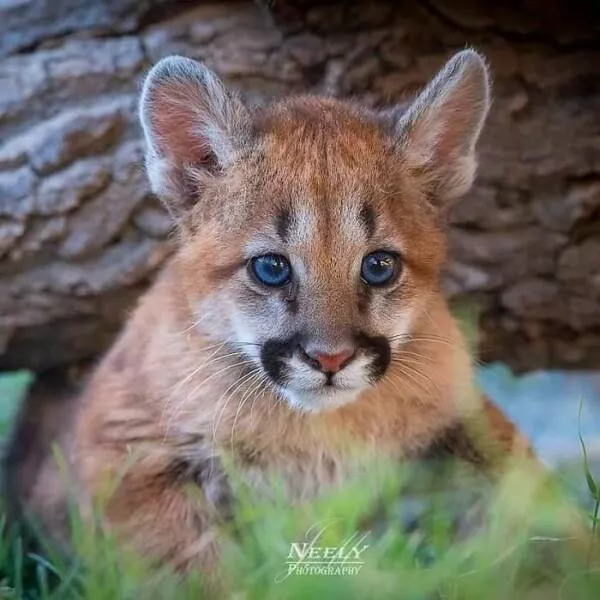 Breathtaking wildlife photos that amaze and inspire - #24 