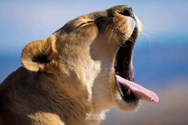 Breathtaking wildlife photos that amaze and inspire - #25 