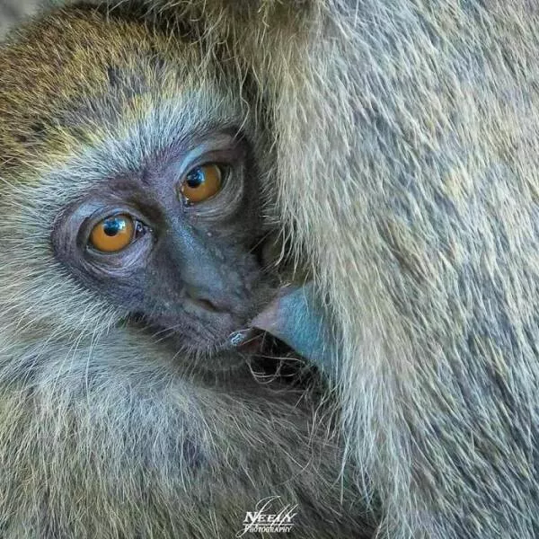 Breathtaking wildlife photos that amaze and inspire - #3 