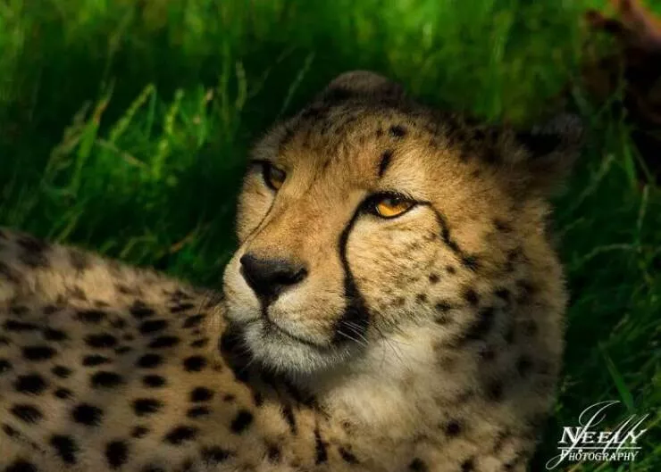 Breathtaking wildlife photos that amaze and inspire - #4 