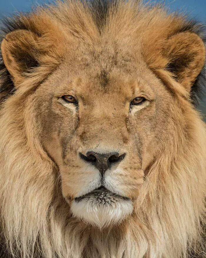 Breathtaking wildlife photos that amaze and inspire - #5 