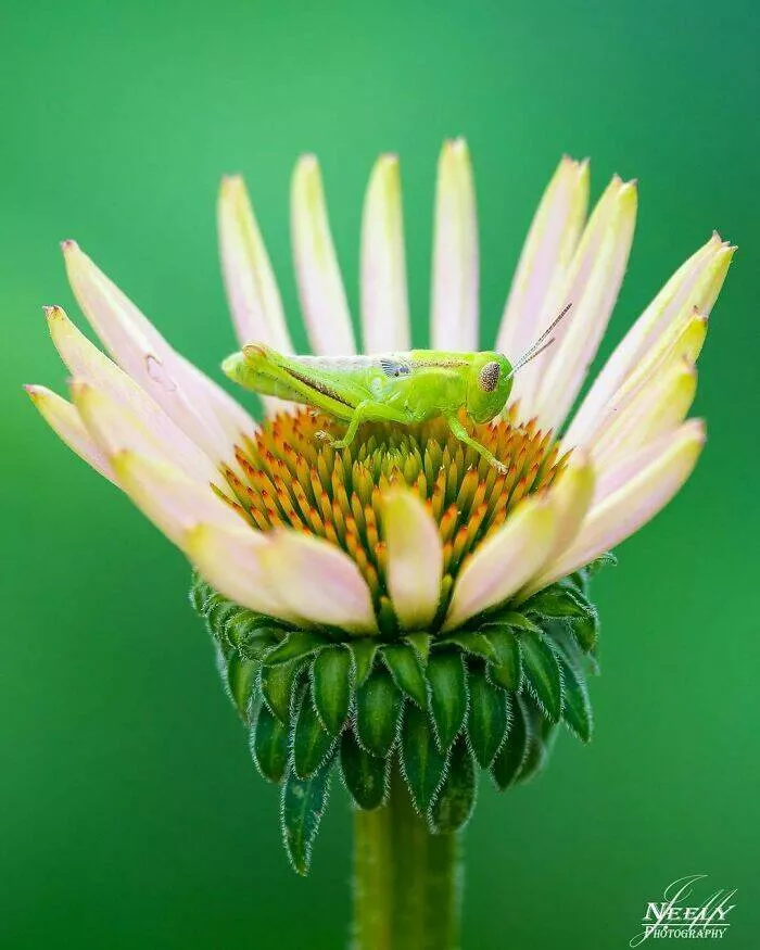 Breathtaking wildlife photos that amaze and inspire - #6 
