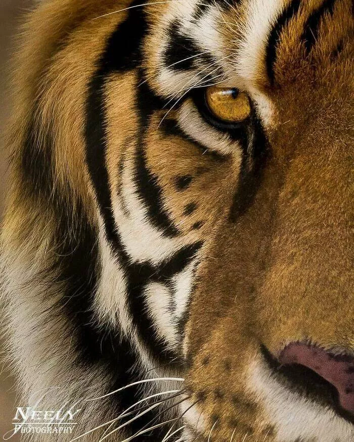 Breathtaking wildlife photos that amaze and inspire - #7 