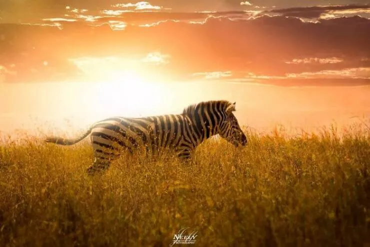 Breathtaking wildlife photos that amaze and inspire - #9 