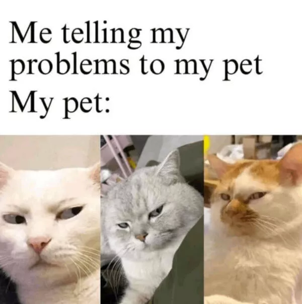 Internet cats just being themselves