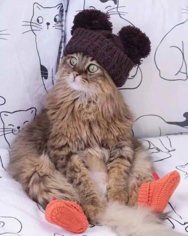Internet cats just being themselves - #10 