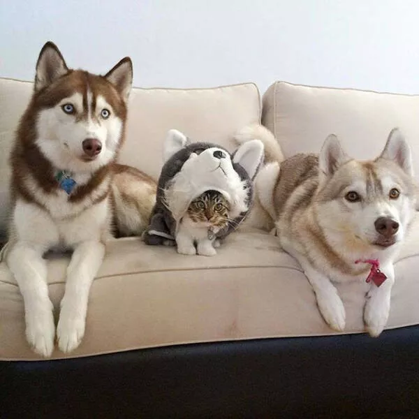 Internet cats just being themselves - #11 