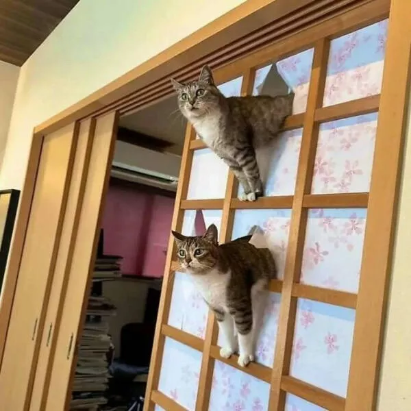 Internet cats just being themselves - #12 