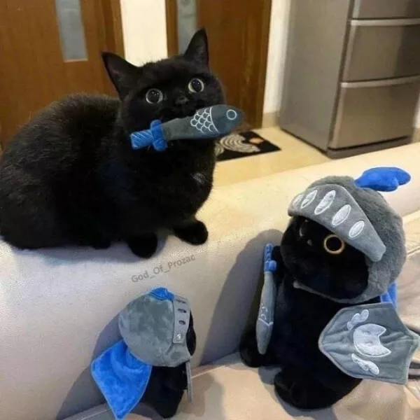 Internet cats just being themselves - #13 