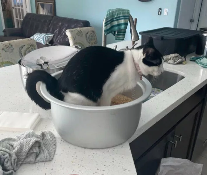 Internet cats just being themselves - #14 