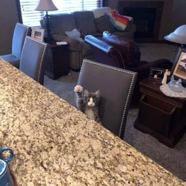 Internet cats just being themselves - #15 