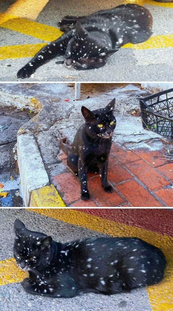 Internet cats just being themselves - #17 