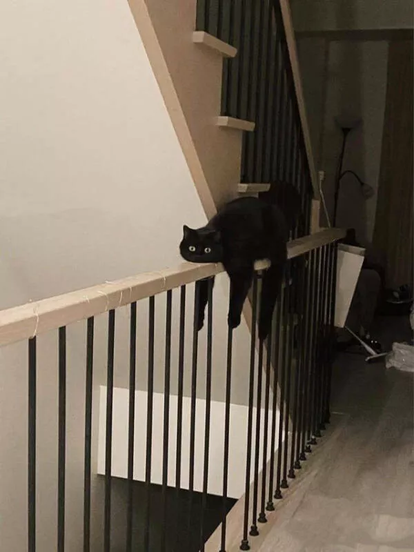 Internet cats just being themselves - #18 
