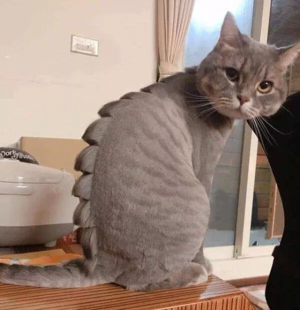 Internet cats just being themselves - #19 