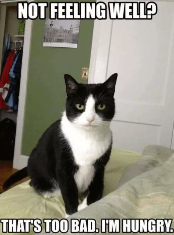 Internet cats just being themselves - #2 