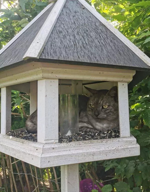 Internet cats just being themselves - #20 