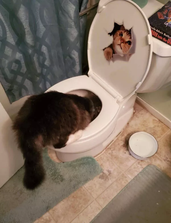 Internet cats just being themselves - #22 