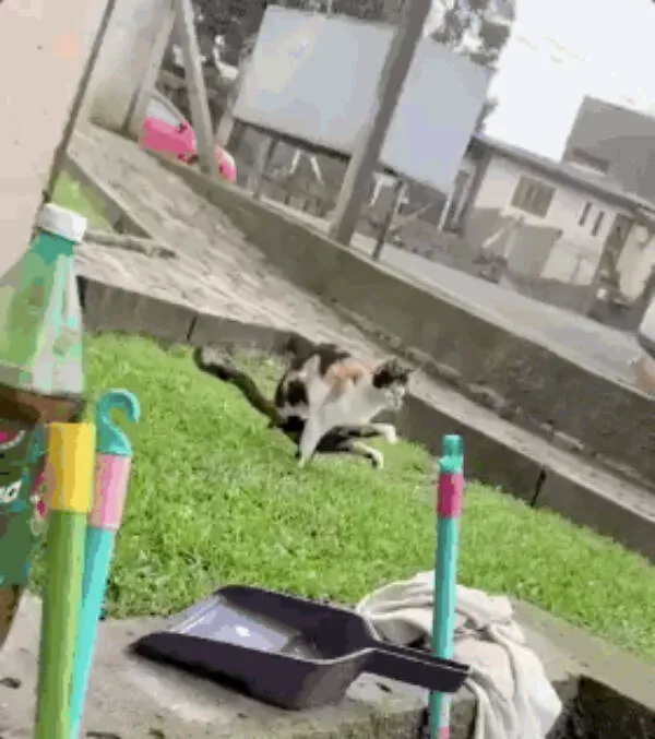 Internet cats just being themselves - #24 