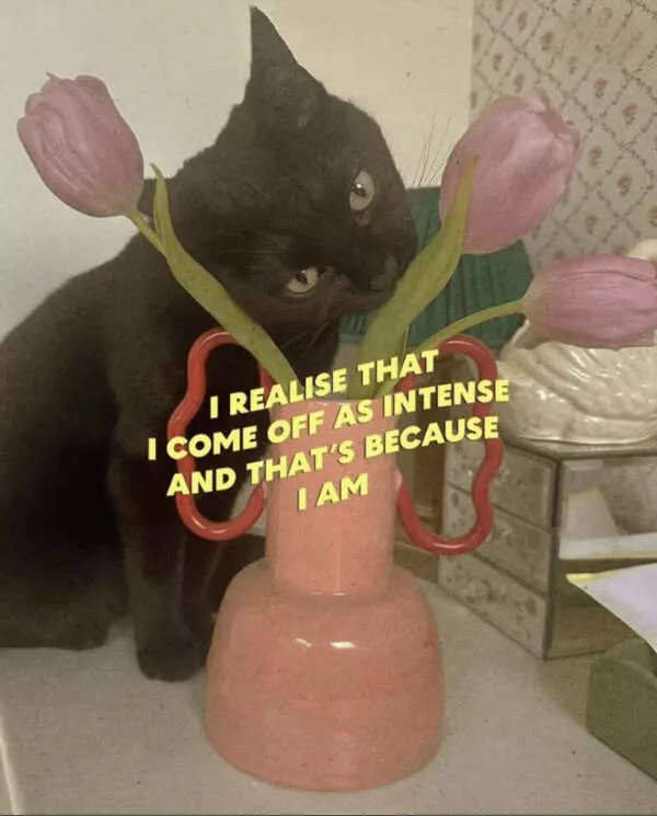 Internet cats just being themselves - #25 