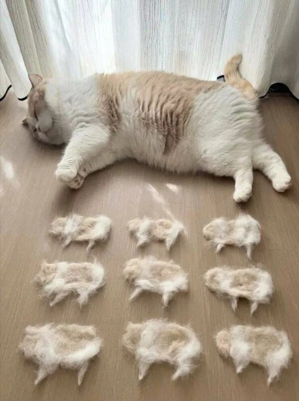 Internet cats just being themselves - #27 