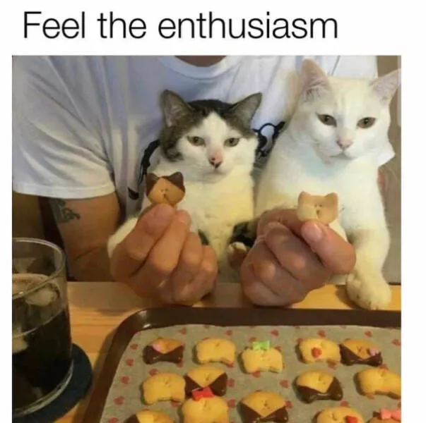 Internet cats just being themselves - #28 