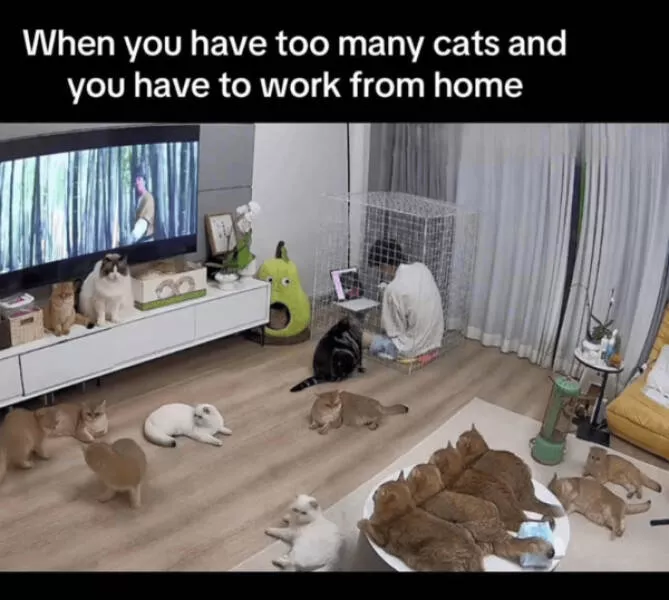 Internet cats just being themselves - #3 