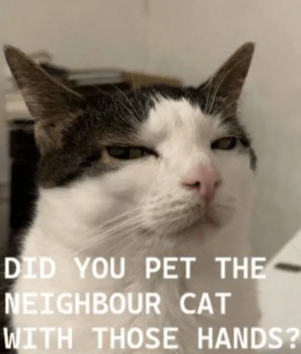 Internet cats just being themselves - #5 