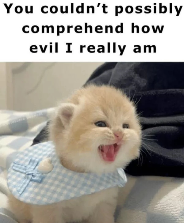 Internet cats just being themselves - #6 