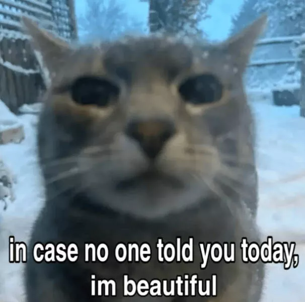 Internet cats just being themselves - #7 