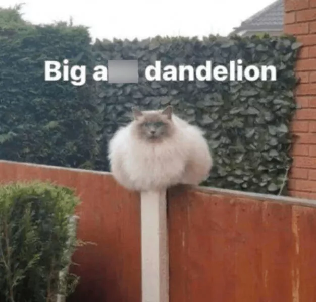 Internet cats just being themselves - #8 