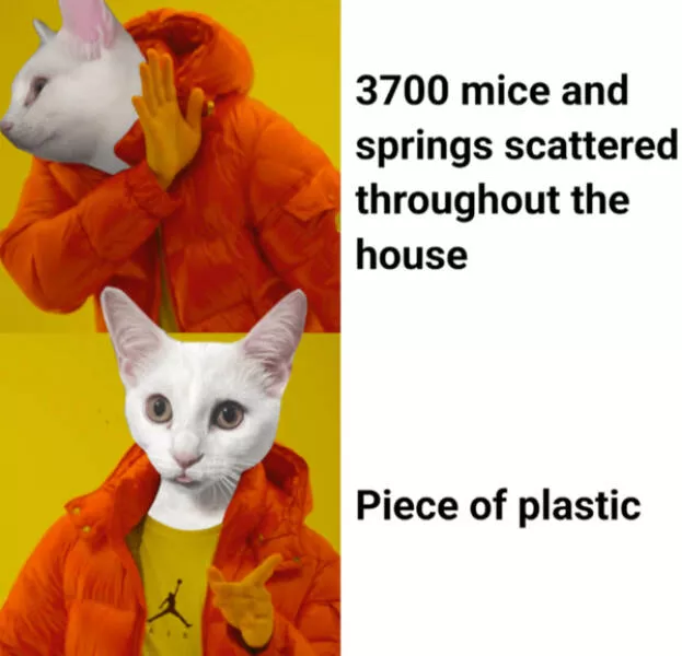Internet cats just being themselves - #9 