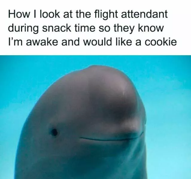 Unexpected meme chaos that hits just right - #1 
