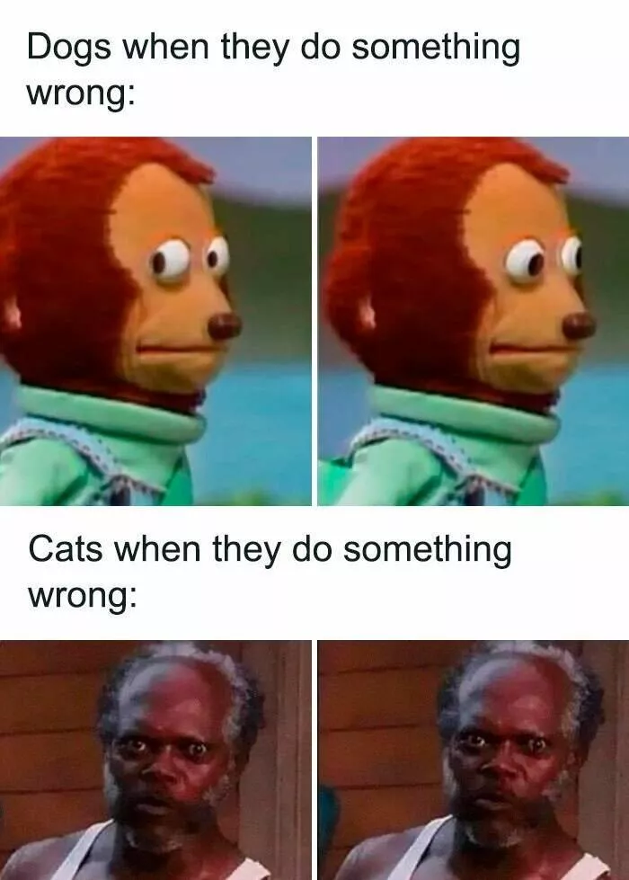 Delires de memes aleatoires que vous ne saviez pas vouloir - #21 
