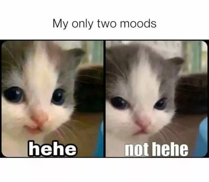Delires de memes aleatoires que vous ne saviez pas vouloir - #38 