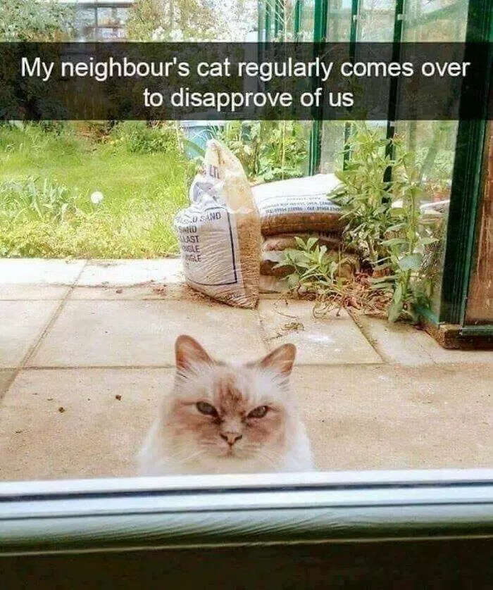 Unexpected meme chaos that hits just right - #47 